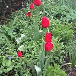 Tulipa 'Kingsblood' - 