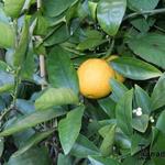 Citrus sinensis - Oranger