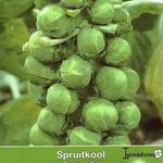 Brassica oleracea gemmifera - 