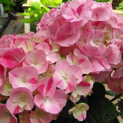 Hydrangea macrophylla 'Sweet Fantasy Pink' - 