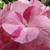 Hydrangea macrophylla 'Sweet Fantasy Pink'