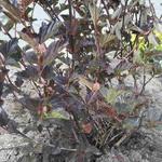 Physocarpus opulifolius 'Red Baron' - 