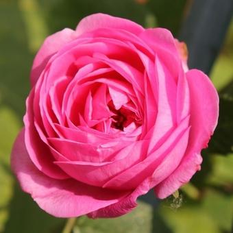 Rosa 'Louise Odier
