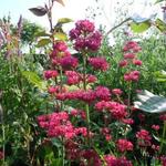 Centranthus ruber - Rote Spornblume