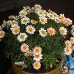 Argyranthemum frutescens DAISY CRAZY-serie - Argyranthemum frutescens DAISY CRAZY-serie - Strauchmargerite