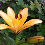 Lilium oriental - 