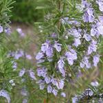 Rosmarinus officinalis 'Sissinghurst Blue' - 