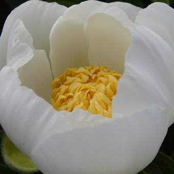 Paeonia lactiflora 'Jan van Leeuwen'