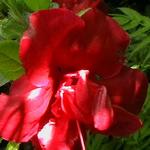 Rhododendron  'Florida' - Rhododendron 'Florida'