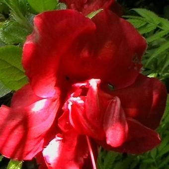 Rhododendron  'Florida'