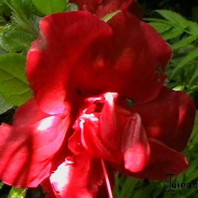 Rhododendron  'Florida' - 