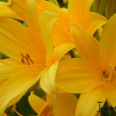 Gelbe Taglilie - Hemerocallis lilioasphodelus