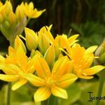 Allium moly - Gold-Lauch