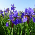 Iris sibirica - Sibirische Schwertlilie - Iris sibirica