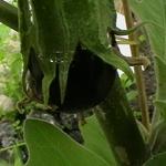 Solanum melongena - Solanum melongena - Aubergine