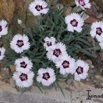 Dianthus gratianopolitanus 'Starry Eyes' - 