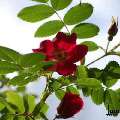 Rosa moyesii 'Geranium' - 