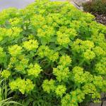 Euphorbia epithymoides 'Midas' - 
