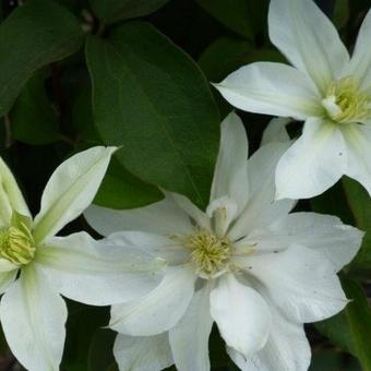 Clematis integrifolia  'Baby Star'