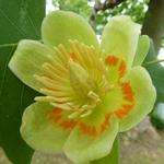 Liriodendron tulipifera - Liriodendron tulipifera - Tulpenbaum