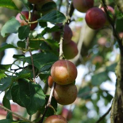 Prunus domestica 'Reine Claude d'Althan' - 