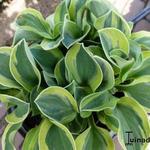 Hosta 'Frosted Mouse Ears' - 