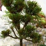 Pinus strobus 'Green Twist' - 