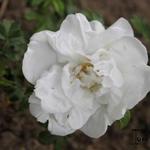 ROSA (R) 'BLANC DOUBLE DE COUBERT' - Rosa 'Blanc Double de Coubert'