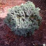 Juniperus squamata 'Blue Star' - Juniperus squamata 'Blue Star'