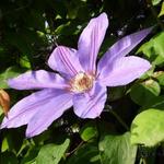 Clematis 'Lawsoniana' - 