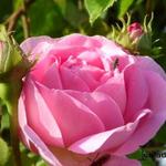 Rosa 'Constance Spry' - 