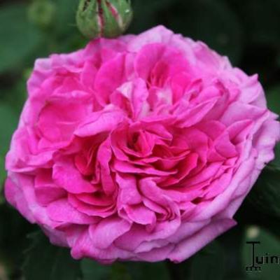 Rosa 'Reine des Violettes' - 