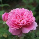 Rosa 'Mary Rose' - 