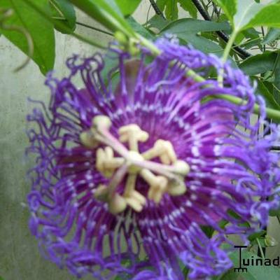 Passiflora 'Temptation' - 