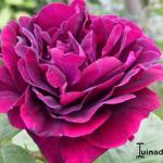 Rosa 'Souvenir du Dr Jamain' - 