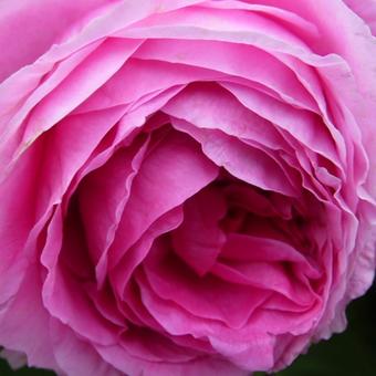 Rosa 'Cristata'