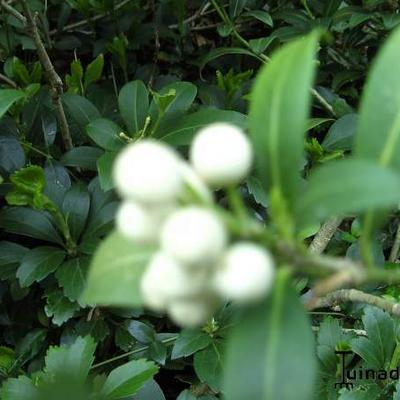 Skimmia japonica 'Kew White' - 