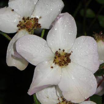 Rosa ‘White Fleurette’