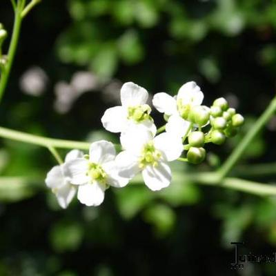 Crambe cordifolia - Kaukasische Blütenkohl - Crambe cordifolia