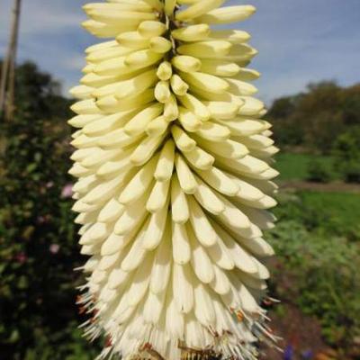 Kniphofia 'Ice Queen' - Kniphofia 'Ice Queen'