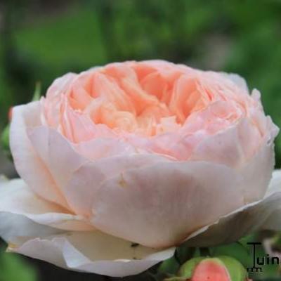 Rosa 'William Morris' - 