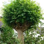 Robinia pseudoacacia ‘Umbraculifera’ - 