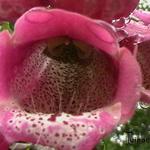 Digitalis purpurea 'CAMELOT Rose' - 