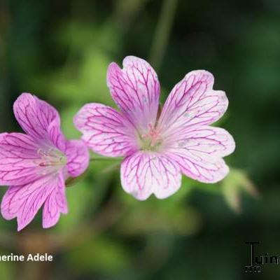 Geranium x oxonianum 'Katherine Adele' - 