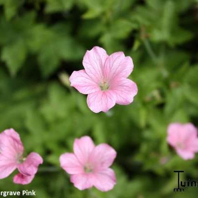 Geranium endressii 'Wargrave Pink' - Geranium endressii 'Wargrave Pink'