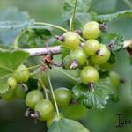 Ribes nigrum x Ribes uva-crispa - 