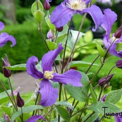 Clematis 'Blue Pirouette' - 