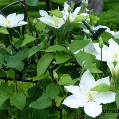 Clematis 'SoMany White Flowers' - 