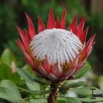 Protea cynaroides 'Little Prince' - 