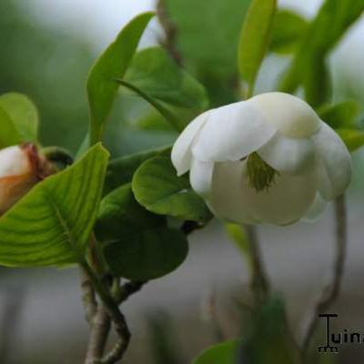 Sommer-Magnolie - Magnolia sieboldii